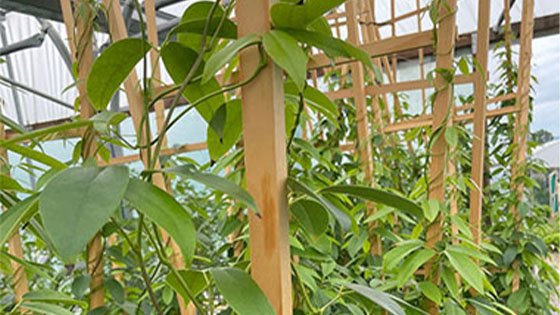19 days to go until RHS Chelsea 2021