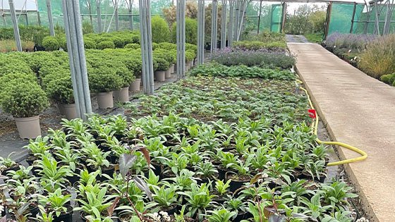 RHS Chelsea Flower Show Update
