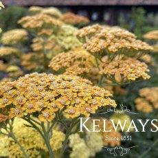 Achillea 'Terracotta' Achillea 'Terracotta'