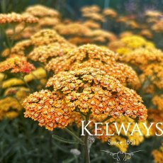 Achillea 'Terracotta' Achillea 'Terracotta'