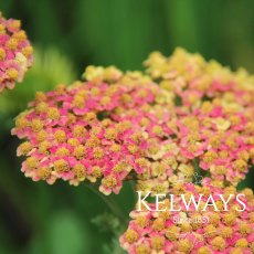 Achillea 'Walther Funcke' Achillea 'Walther Funcke'
