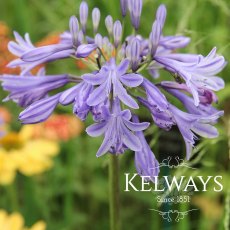 Agapanthus 'Northern Star' Agapanthus 'Northern Star'
