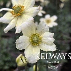 Anemone multifida (2 litre pot) Anemone multifida (2 litre pot)