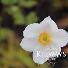 Anemone x hybrida 'Honorine Jobert' Anemone x hybrida 'Honorine Jobert'
