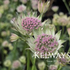 Astrantia 'Buckland' Astrantia 'Buckland'