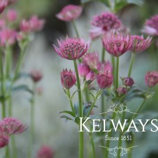Astrantia 'Roma' Astrantia 'Roma'