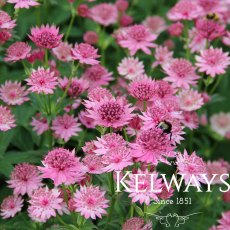 Astrantia 'Roma' Astrantia 'Roma'