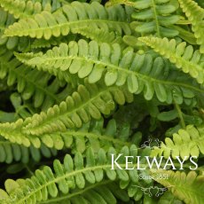Blechnum penna-marina Blechnum penna-marina