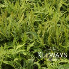 Blechnum penna-marina Blechnum penna-marina