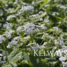 Brunnera macrophylla 'Betty Bowring' Brunnera macrophylla 'Betty Bowring'