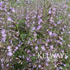 Calamintha nepeta subsp. nepeta 'Blue Cloud' Calamintha nepeta subsp. nepeta 'Blue Cloud'