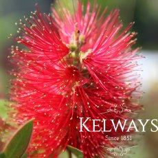 Callistemon citrinus 'Splendens' (3 litre pot)
