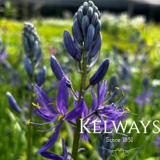 Camassia quamash Camassia quamash
