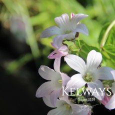 Campanula lactiflora 'Loddon Anna' Campanula lactiflora 'Loddon Anna'