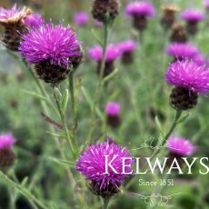 Centaurea nigra (2 litre pot) Centaurea nigra (2 litre pot)