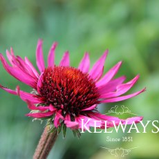 Echinacea purpurea 'Fatal Attraction' PBR (2 litre pot) Echinacea purpurea 'Fatal Attraction' PBR (2 litre pot)