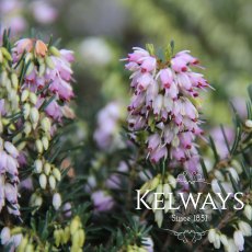 Erica x darleyensis 'Darley Dale' (2 litre pot) Erica x darleyensis 'Darley Dale' (2 litre pot)