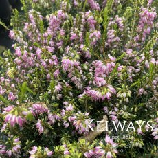 Erica x darleyensis 'Darley Dale' (2 litre pot) Erica x darleyensis 'Darley Dale' (2 litre pot)
