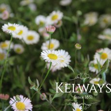 Erigeron karvinskianus Erigeron karvinskianus