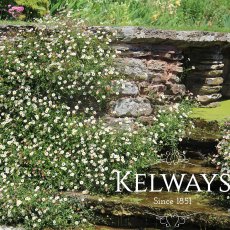 Erigeron karvinskianus Erigeron karvinskianus
