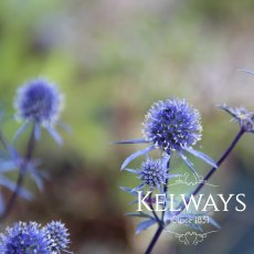 Eryngium planum Eryngium planum