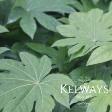 Fatsia japonica Fatsia japonica