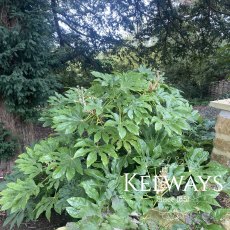 Fatsia japonica Fatsia japonica