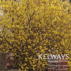 Forsythia x intermedia 'Lynwood Variety' Forsythia x intermedia 'Lynwood Variety'