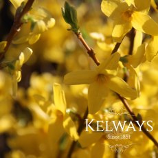 Forsythia x intermedia 'Lynwood Variety' Forsythia x intermedia 'Lynwood Variety'
