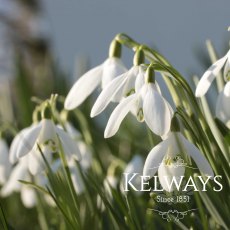 Galanthus nivalis Galanthus nivalis