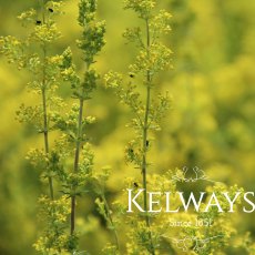 Galium verum Galium verum