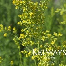 Galium verum Galium verum