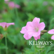 Geranium x oxonianum 'Wargrave Pink' (2 litre pot) Geranium x oxonianum 'Wargrave Pink' (2 litre pot)