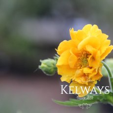 Geum 'Lady Stratheden' (d) (9cm pot) Geum 'Lady Stratheden' (d) (9cm pot)