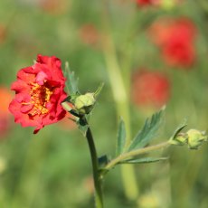 Geum 'Mrs J. Bradshaw' (d) (9cm pot) Geum 'Mrs J. Bradshaw' (d) (9cm pot)