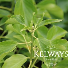 Hedera helix 'Arborescens' Hedera helix 'Arborescens'
