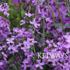 Hesperis matronalis Hesperis matronalis