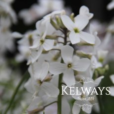 Hesperis matronalis var. albiflora Hesperis matronalis var. albiflora