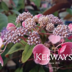 Hydrangea aspera HOT CHOCOLATE ('Haopr012' PBR) (3 litre pot) Hydrangea aspera HOT CHOCOLATE ('Haopr012' PBR) (3 litre pot)