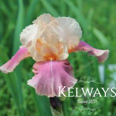 Iris 'Carnaby' (TB)