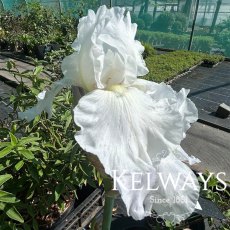 Iris 'Immortality' (TB) Iris 'Immortality' (TB)