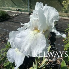 Iris 'Immortality' (TB) Iris 'Immortality' (TB)