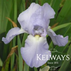Iris 'Jane Phillips' (TB)