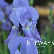 Iris pallida subsp. pallida