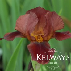 Iris 'Quechee' (TB) (3 litre pot) Iris 'Quechee' (TB) (3 litre pot)