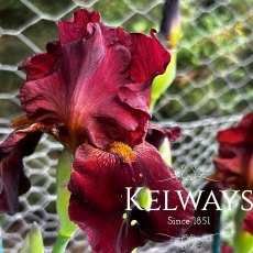 Iris 'Sultan's Palace' (TB) Iris 'Sultan's Palace' (TB)