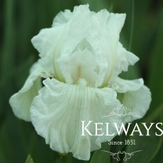 Iris 'Winter Olympics' (TB) (3 litre pot) Iris 'Winter Olympics' (TB) (3 litre pot)
