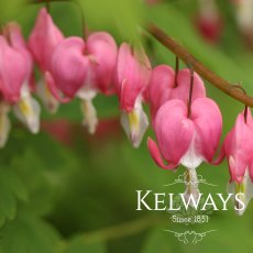 Lamprocapnos spectabilis Lamprocapnos spectabilis