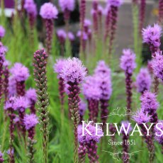 Liatris spicata Liatris spicata