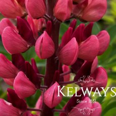 Lupinus 'Gallery Red' (Gallery Series) Lupinus 'Gallery Red' (Gallery Series)